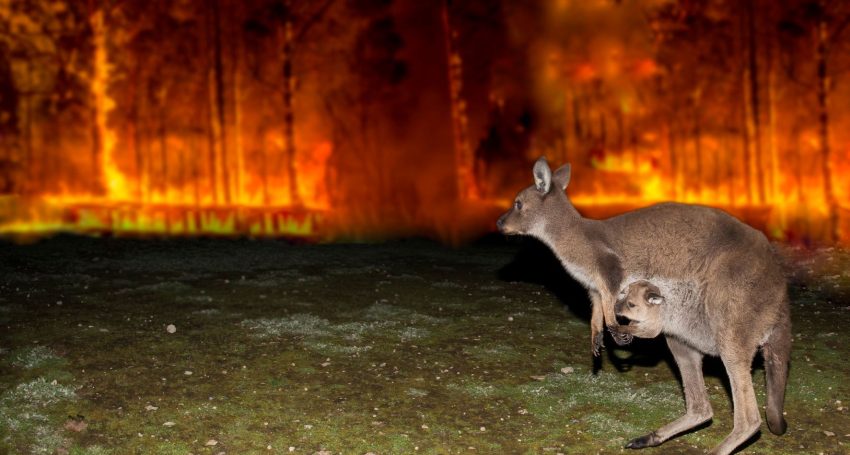 Kangaroo escaping from Australian bush fire
